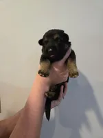 Red (Knuckles) - Boy, a male German Shepherd Dog for sale in Battle Creek, MI – 1 of 2