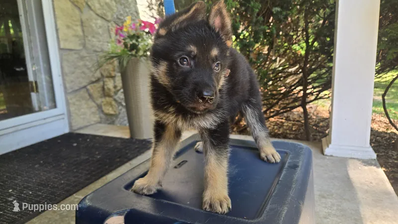 Brown (Baby Saja) - Boy  – German Shepherd Dog puppy for sale in Battle Creek, MI