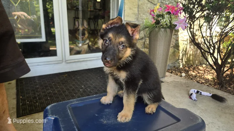 Green (Spike) - Boy – German Shepherd Dog puppy for sale in Battle Creek, MI