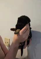 Pink (Mira) - Girl, a female German Shepherd Dog for sale in Battle Creek, MI – 2 of 2