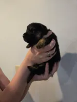 Dark Blue (Sonic) - Boy, a male German Shepherd Dog for sale in Battle Creek, MI – 1 of 2