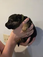 Green (Spike) - Boy, a male German Shepherd Dog for sale in Battle Creek, MI – 2 of 2