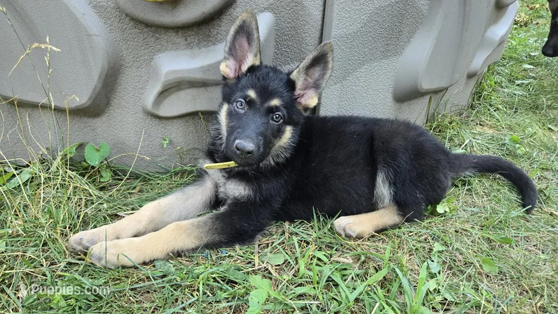 White (Zoey) - Girl – German Shepherd Dog puppy for sale in Battle Creek, MI