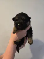 Orange (Tails) -Boy, a male German Shepherd Dog for sale in Battle Creek, MI – 2 of 2