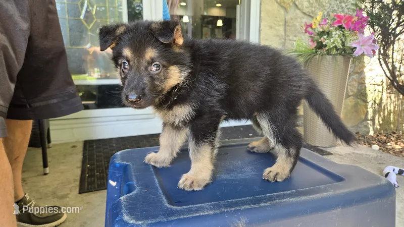 Dark Blue (Sonic) - Boy – German Shepherd Dog puppy for sale in Battle Creek, MI