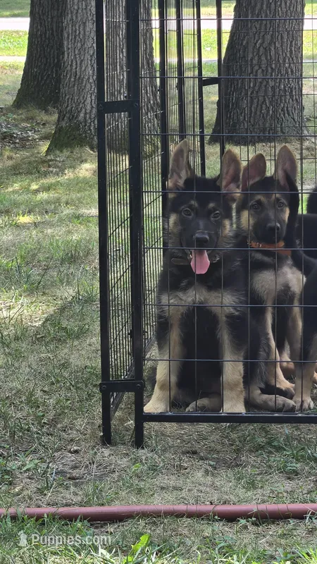 Brown Collar - Boy – German Shepherd Dog puppy for sale in Battle Creek, MI