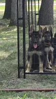Brown Collar - Boy, a male German Shepherd Dog for sale in Battle Creek, MI – 2 of 2