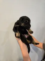 Light Blue (Samus) - Girl, a female German Shepherd Dog for sale in Battle Creek, MI – 2 of 2