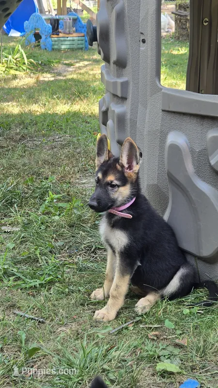 Pink (Mira) - Girl – German Shepherd Dog puppy for sale in Battle Creek, MI