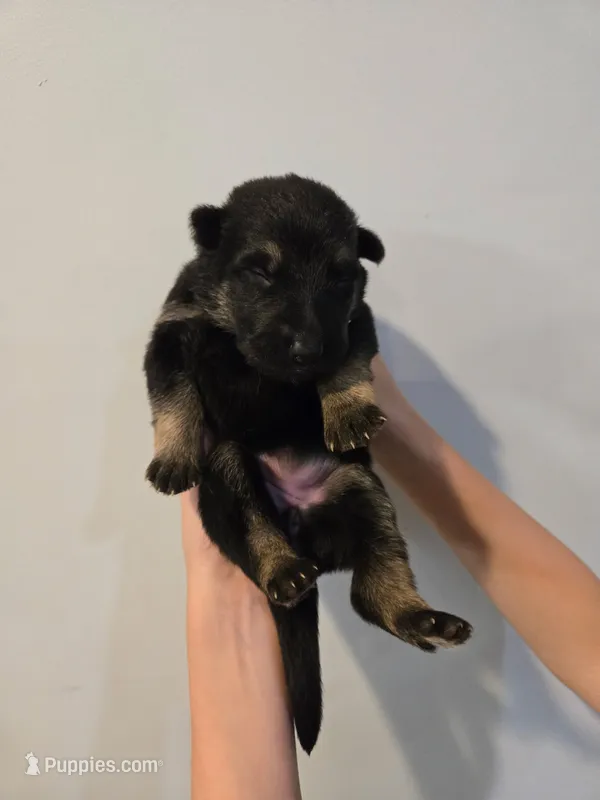 Light Blue (Samus) - Girl – German Shepherd Dog puppy for sale in Battle Creek, MI