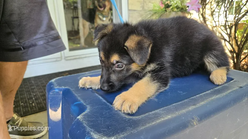 Grey (silver) - Boy  – German Shepherd Dog puppy for sale in Battle Creek, MI