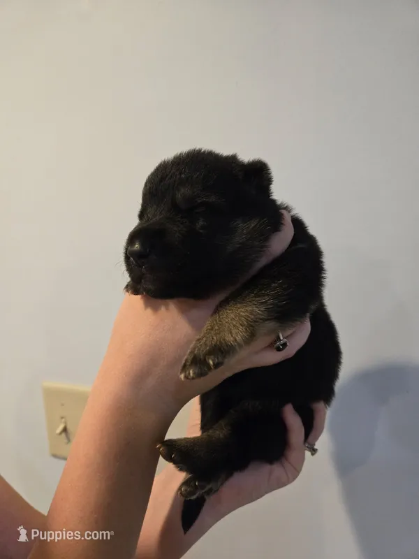 Brown (Baby Saja) - Boy  – German Shepherd Dog puppy for sale in Battle Creek, MI