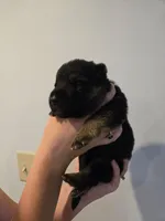 Brown (Baby Saja) - Boy , a male German Shepherd Dog for sale in Battle Creek, MI – 1 of 2