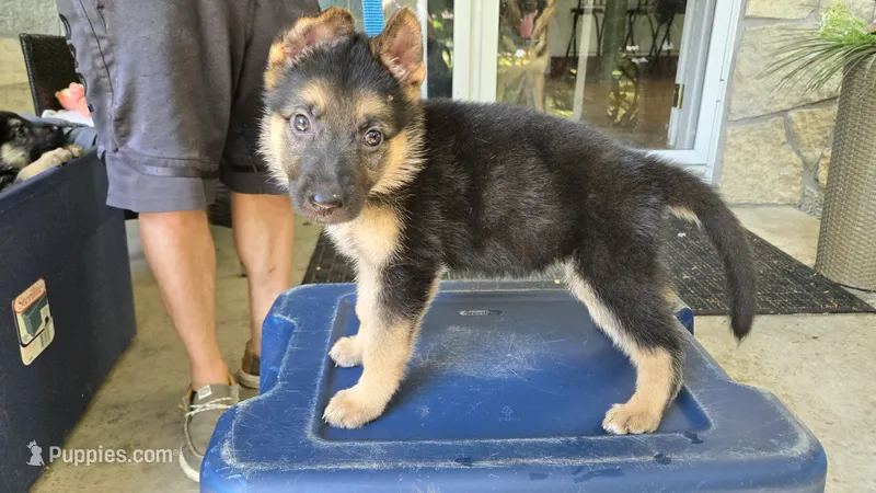 Pink (Mira) - Girl – German Shepherd Dog puppy for sale in Battle Creek, MI