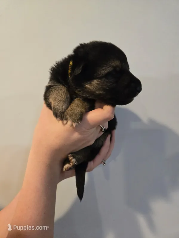 Yellow (Luna) - Girl – German Shepherd Dog puppy for sale in Battle Creek, MI