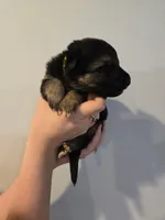 Yellow (Luna) - Girl, a female German Shepherd Dog for sale in Battle Creek, MI – 1 of 2
