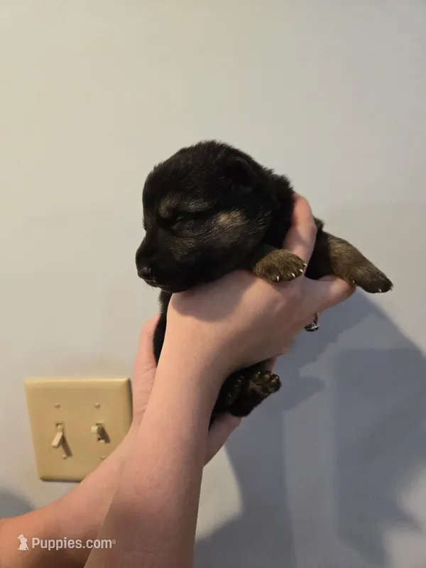 Black (Shadow) - Boy – German Shepherd Dog puppy for sale in Battle Creek, MI
