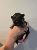 Green (Spike) - Boy, a male German Shepherd Dog for sale in Battle Creek, MI – 1 of 2
