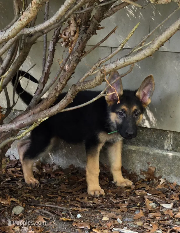 Green (Spike) - Boy – German Shepherd Dog puppy for sale in Battle Creek, MI