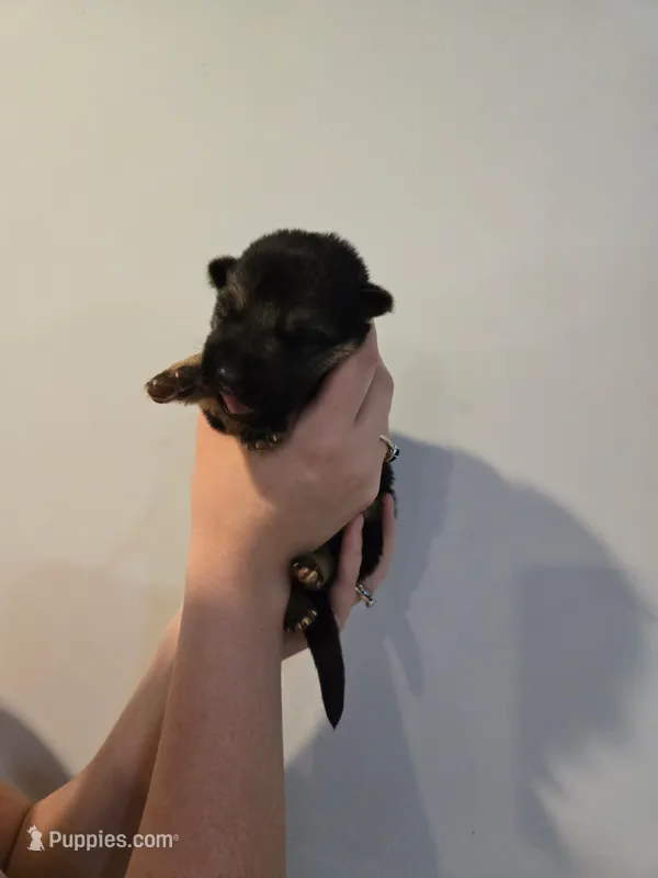 Pink (Mira) - Girl – German Shepherd Dog puppy for sale in Battle Creek, MI