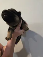 Grey (silver) - Boy , a male German Shepherd Dog for sale in Battle Creek, MI – 2 of 2