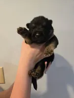 Brown (Baby Saja) - Boy , a male German Shepherd Dog for sale in Battle Creek, MI – 2 of 2