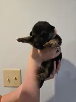 Purple (Rumi) - Girl, a female German Shepherd Dog for sale in Battle Creek, MI – 1 of 2