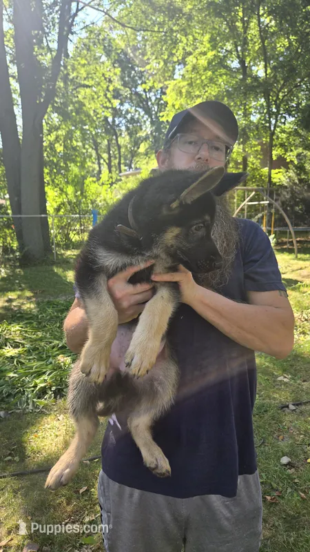 Brown Collar - Boy – German Shepherd Dog puppy for sale in Battle Creek, MI
