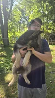 Brown Collar - Boy, a male German Shepherd Dog for sale in Battle Creek, MI – 1 of 2