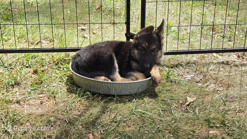 Purple (Rumi) - Girl – German Shepherd Dog puppy for sale in Battle Creek, MI