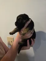 Red (Knuckles) - Boy, a male German Shepherd Dog for sale in Battle Creek, MI – 2 of 2