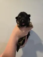 Dark Blue (Sonic) - Boy, a male German Shepherd Dog for sale in Battle Creek, MI – 2 of 2
