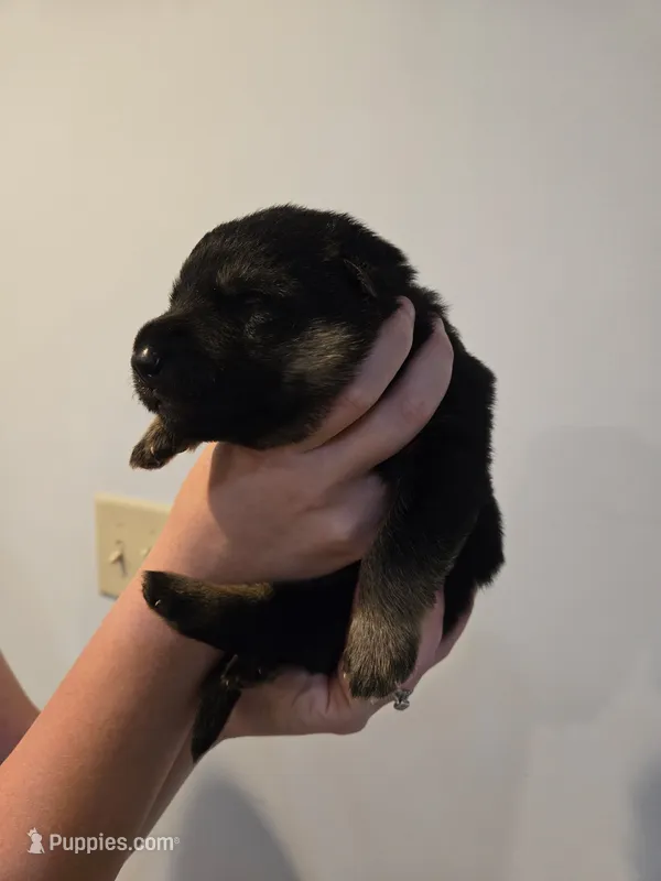 Orange (Tails) -Boy – German Shepherd Dog puppy for sale in Battle Creek, MI