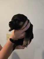 Orange (Tails) -Boy, a male German Shepherd Dog for sale in Battle Creek, MI – 1 of 2
