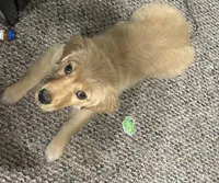 Akc Angel, a female Golden Retriever for sale in Painted Post, NY – Photo 2 of 2