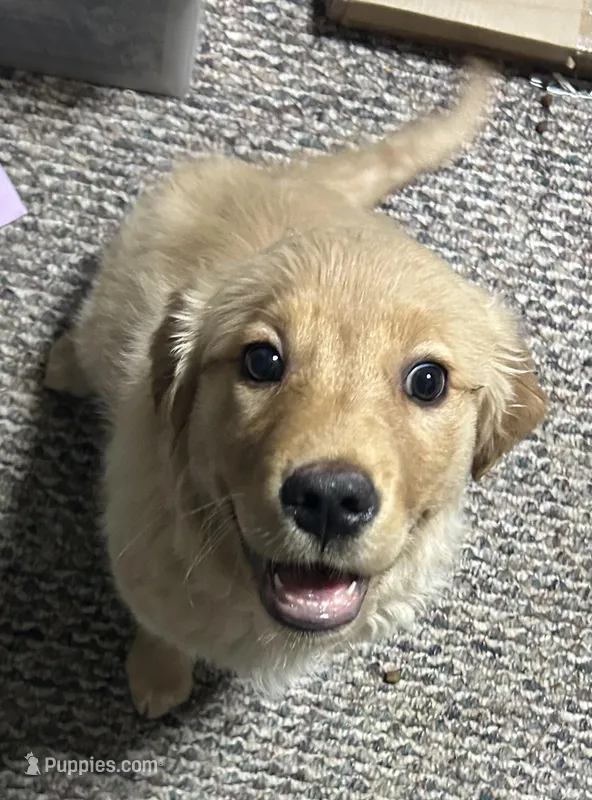 Akc Angel – Golden Retriever puppy for sale in Painted Post, NY