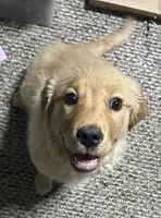 Akc Angel, a female Golden Retriever for sale in Painted Post, NY – Photo 1 of 2