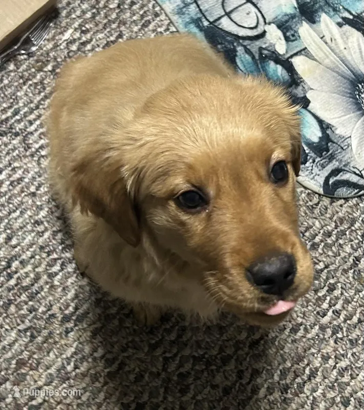Akc Nevaeh – Golden Retriever puppy for sale in Painted Post, NY