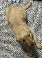 Akc Nevaeh, a female Golden Retriever for sale in Painted Post, NY – Photo 3 of 3