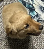 Akc Nevaeh, a female Golden Retriever for sale in Painted Post, NY – Photo 2 of 3