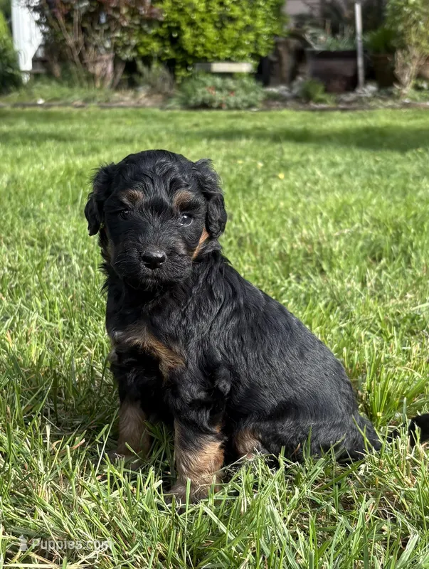 Cowgirl – Bernedoodle puppy for sale in Carlotta, CA