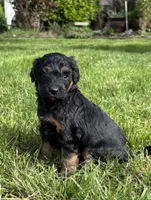 Cowgirl, a female Bernedoodle for sale in Carlotta, CA – 1 of 1