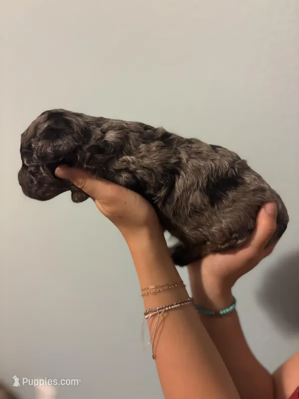 Hank – Poodle - Miniature  puppy for sale in Carlotta, CA