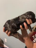 Hank, a male Poodle - Miniature  for sale in Carlotta, CA – 3 of 3