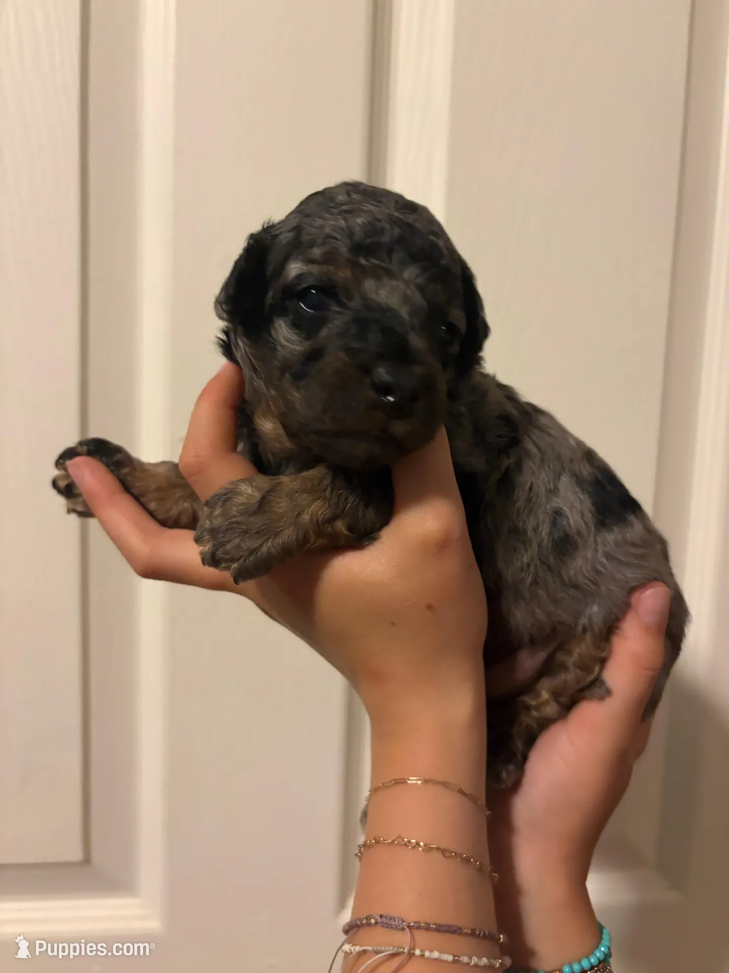 Hank, a male Poodle - Miniature  for sale in Carlotta, CA – 2 of 3