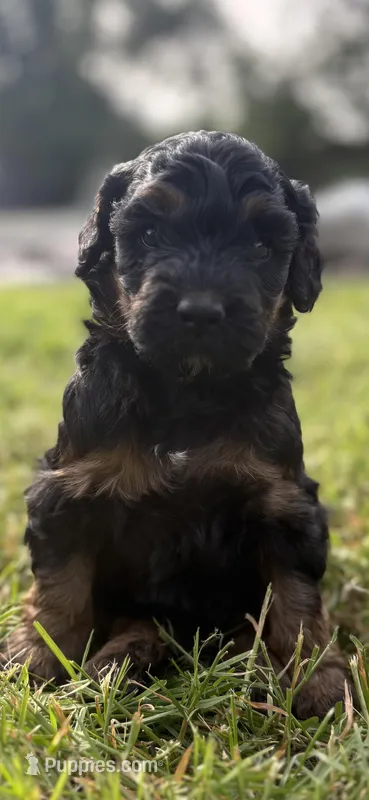 Cowboy – Bernedoodle puppy for sale in Carlotta, CA