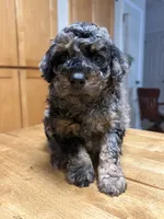 Texas, a male Poodle - Miniature  for sale in Carlotta, CA – 4 of 4