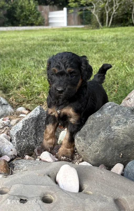 Ranger  – Bernedoodle puppy for sale in Carlotta, CA