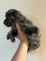 Texas, a male Poodle - Miniature  for sale in Carlotta, CA – 2 of 4