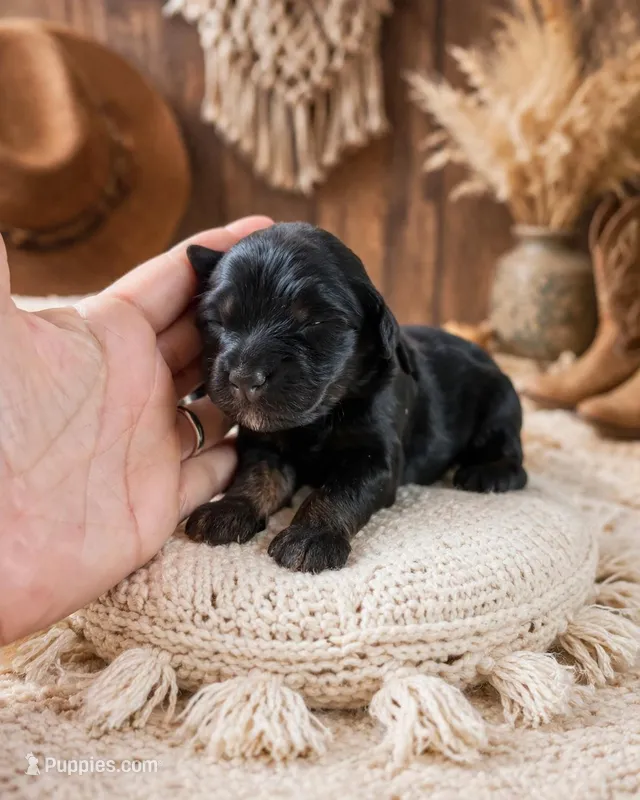 Lacey – Bernedoodle puppy for sale in Carlotta, CA